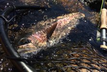 IMG_8009.jpeg