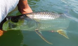 closeupmarcotarpon-1.jpg