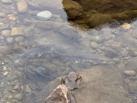 IMG_0516.jpeg