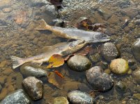 IMG_0527.jpeg