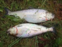 IMG_3345.jpeg