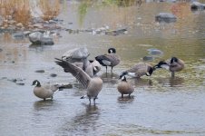 017-Geese-101325.jpg