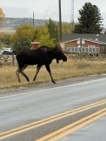 bull 2.jpg