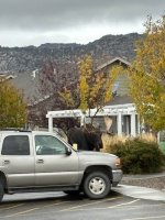 bull 3.jpg