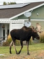 bull 5.jpg