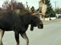 bull 6.jpg