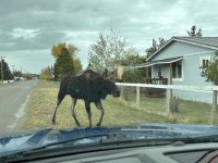 bull 7.jpg