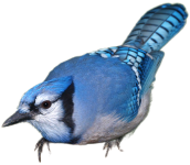 Blue+Jay_Eric+Begin.png