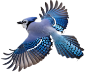 blue-jay-bird-2470159163_8965f922-1abc-421f-9eca-5558ba9afaf1.png