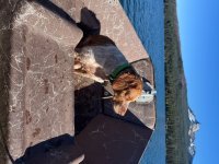 IMG_2929.jpeg