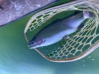 IMG_2934.jpeg