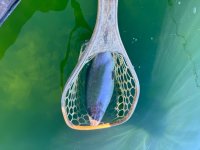 IMG_2931.jpeg