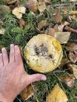 IMG_5209.jpeg