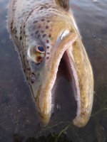 Big Ol Mouth.jpg Big Ol Mouth.jpg