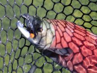 EggEater6.JPG EggEater6.JPG