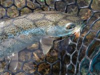 Caddis Eater.jpg Caddis Eater.jpg