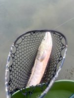 IMG_1806.jpeg