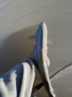 IMG_8685.jpeg IMG_8685.jpeg