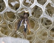 20251025_JCfly.jpg 20251025_JCfly.jpg