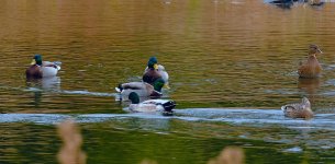 028-Waterfowl-102525.jpg