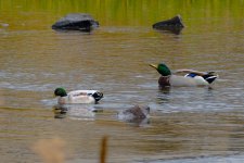 017-Waterfowl-102525.jpg