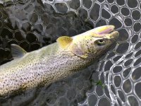 IMG_4460.jpeg