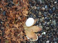 IMG_4239.jpeg