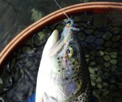 IMG_4260.jpeg