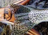 IMG_4266.jpeg