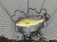 IMG_2181.jpeg