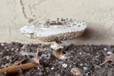 IMG_6772.jpeg