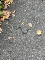 IMG_9984.jpeg