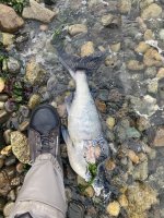 IMG_1897.jpeg