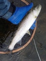 IMG_4299.jpeg