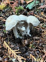 IMG_0974.jpeg