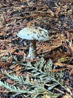 IMG_0971.jpeg
