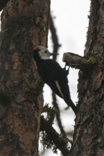W04WhiteheadedWoodpeckerMale5955.jpg