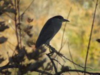 IMG_4779.JPG