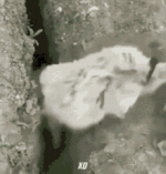 xd-sheep.gif
