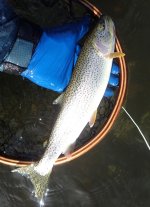IMG_4366.jpeg