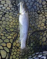 IMG_4367.jpeg