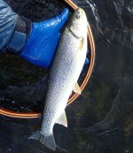 IMG_4368.jpeg