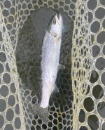 IMG_1929.jpeg IMG_1929.jpeg