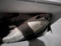IMG_6418.jpeg IMG_6418.jpeg