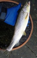 IMG_4396.jpeg IMG_4396.jpeg