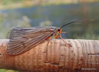 October-Caddis.jpg.webp