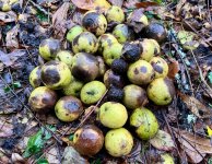 IMG_7007.jpeg
