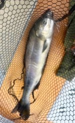 IMG_1865.jpeg