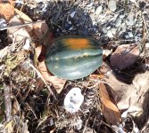 IMG_4482.jpeg