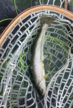 IMG_6446.jpeg